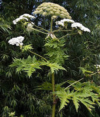 giant-hogweed