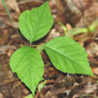 poison ivy