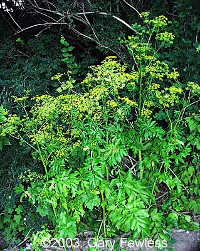 Wild Parsnip